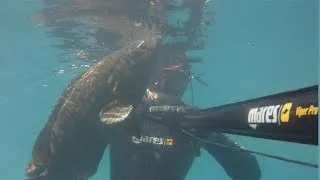 grouper 3.5kg spearfishing подводная охота израиль групер דיג בצלילה חופשית לוקוס אירדי
