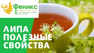 Полезные свойства ЛИПЫ