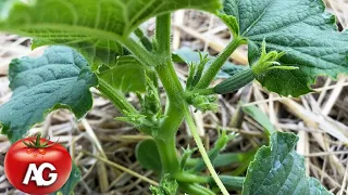 Why cucumbers don't grow?! Top dressing won't help here