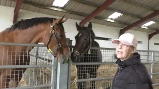 The Irish National Stud 2023 Season 2023-08-30 Wednesday, video 2