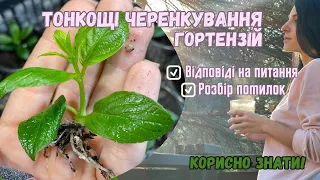 Чому не виходить? Відповіді . Живцювання/ розмноження /черенкування / укорінення гортензії живцем