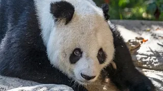 Panda Gao Gao Returns to China