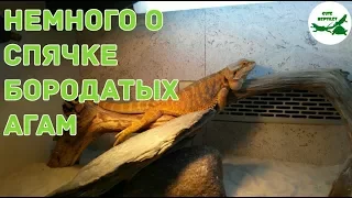 немного о спячке бородатых агам