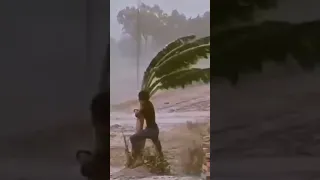 He protects a banana tree despite the storm 🌀