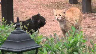 Драка котов. Fight cats.