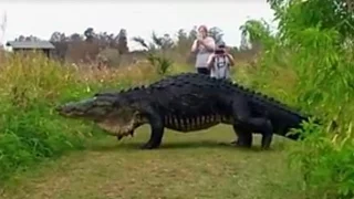 15 foot Giant Alligator named "Hunchback" spotted in Florida