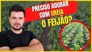 Preciso adubar com UREIA o feijão? Ou outro adubo em cobertura?