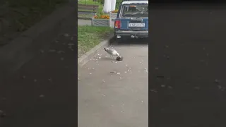 Чайка жрёт голубя