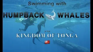 Humpback Whale Swim in Tonga