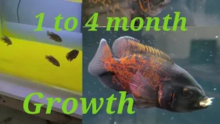 Oscar Fish 1 Month to 4 Month Growth Rate Part 1 #aquarium #oscarfishes #albinooscar #tigeroscar