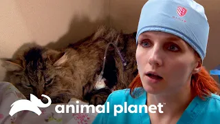 Operan de urgencia a gato que fue atropellado | Dr. Jeff, Veterinario | Animal Planet