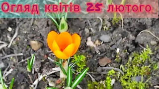 Огляд квітів 25 лютого. Flowers overview  25 February. #квіти #flowers #весна #spring