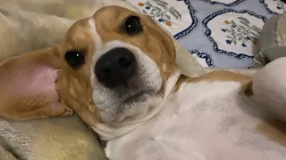 Lazy day with molly the beagle