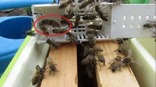 увидел маточники у пчел, лучше сразу отсадить матку - часть 4, работа с роевой семьей, где нет матки