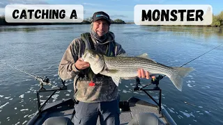 Catching A MONSTER Striper On The California Delta!