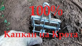 Как ПОЙМАТЬ КРОТА.  Капкан на крота. Борьба с кротами. 100 % РАБОЧАЯ кротоловка. Средство от кротов.