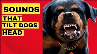 Sounds That Make Dogs Tilt Their Head ( GUARANTEED) Dog barking Compilation 🤔