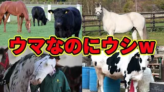 競走馬【牛の会】を開催いたします！に対する競馬民の反応集