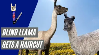 Blind Llama is Shorn