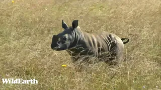 WildEarth - Sunset Safari - 05 January 2024