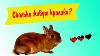 Сколько живут декоративные кролики дома: продолжительность жизни кроликов