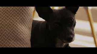 Dogs -  Canon Eos M + Magic Lantern