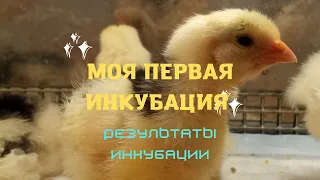 первая инкубация. мой результат инкубации. #инкубация #яйца #курица #яйцо #пушкинская