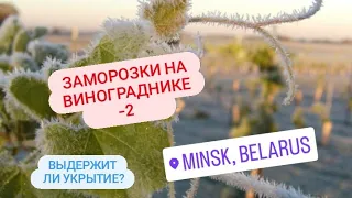 Заморозок на винограднике! Надежно ли укрытие? Минск, Беларусь.