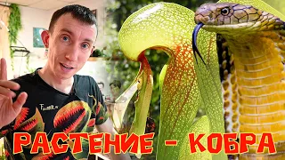 Растение-Кобра