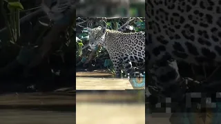 🐊Кайман против Ягуара #wildlife #jaguar