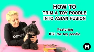 Asian style dog grooming on a Toy Poodle with a corded top knot