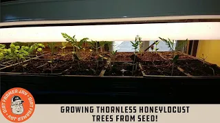 Growing Thornless Honeylocust Trees from Seed!