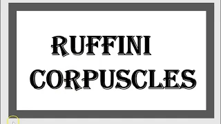 Ruffini Corpuscle Bulbous Sensory Receptor Mechanoreceptor Ending Hair Follicle USMLE NCLEX 3minutes