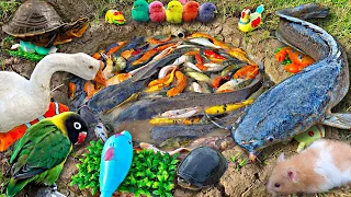 Fishing for big catfish, ornamental fish, koi fish, goldfish, turtles, ducks, geese, shrimp.part755