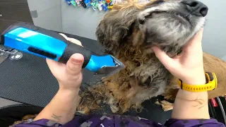 FREE DOG GROOM Matted Cocker Spaniel