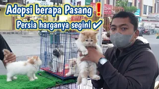 Ngeborong kucing persia ❗ Cek harga dulu