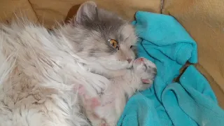 Mother Cat Showing Love To Her 3 Days Old Kittens One Kitten Still Learning How To Drink Milk