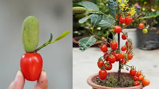 Super Effective 2 In 1 Tomato And Jackfruit Growing Tips