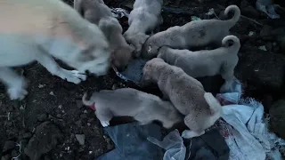 Erzurumdan türk çoban köpekleri yavruları yemek vakti