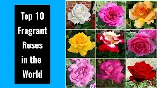 Top 10 Fragrant Roses in the World/ Popular Scented Rose Flower
