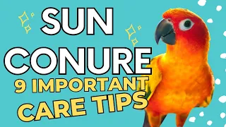 Tips For A Healthy & Happy Sun Conure | Sun Conure Care :)