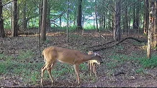 Whitetail Deer Fawns - Trail Cam Videos July 10, 2022
