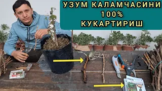 Каламча кукартириш энг осон усул ва аватар кучатлари