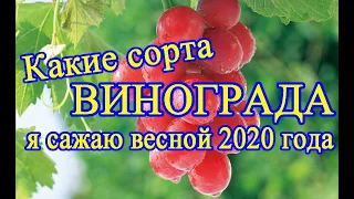 Какие сорта винограда я сажаю весной 2020 года? / What grape varieties do I plant in spring 2020?