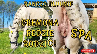 CREMONA MA WSZYSTKIE OBJAWY! / PORÓD JUŻ BLISKO / SPA I MYCIE KONIA PERLINO