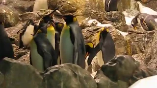 Пингвины Лоро Парк Тенерифе Penguins Loro Park Tenerife