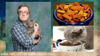 Best Food For Cats With Kidney Disease