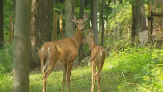 White-tailed deer breeding season may be cause of multiple serious deer-related crashes recently in