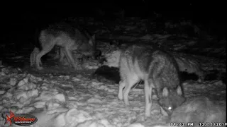 Coyotes Winter Night Trail Camera