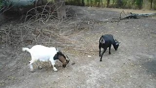 ПОЛЬЗА молока камерунских коз